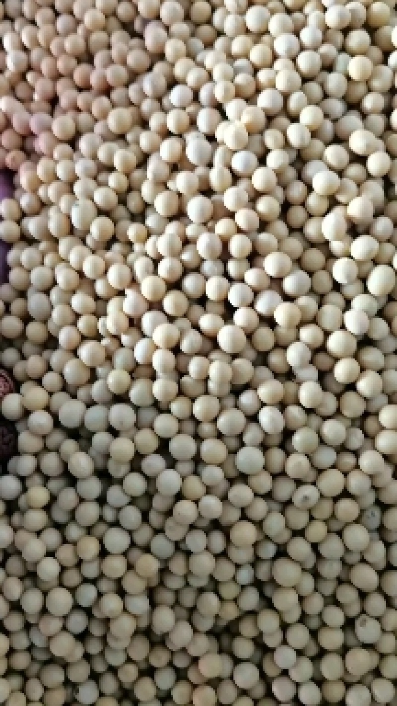 黄豆大豆塔选商品粮大豆