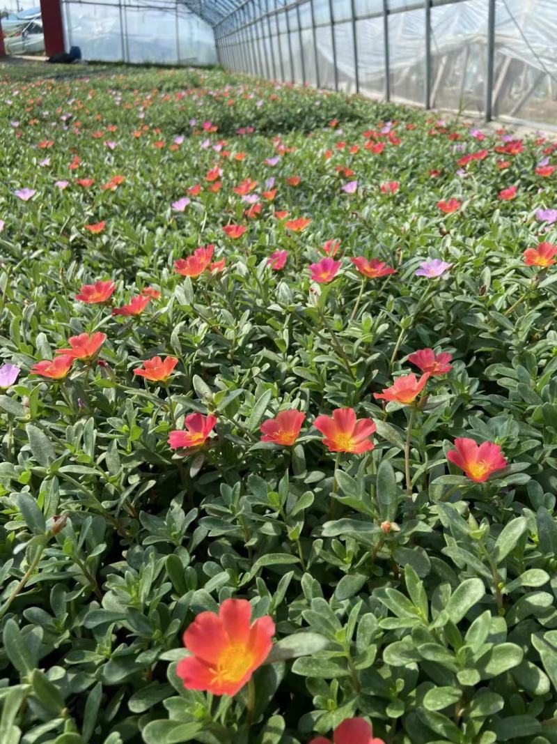 太阳花，耐旱，植物基地批发质量好