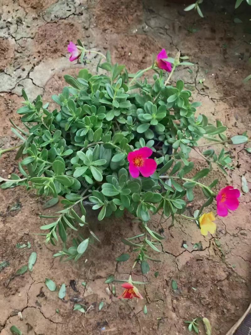 太阳花，耐旱，植物基地批发质量好