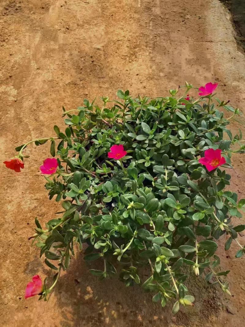 太阳花，耐旱，植物基地批发质量好