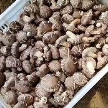 鲜香菇