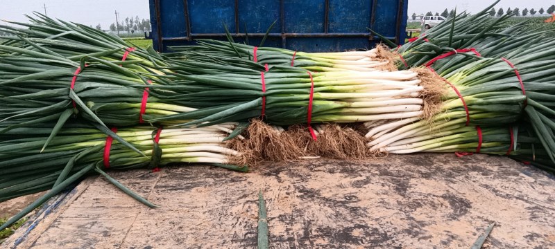 安阳大葱地膜葱大量上市产地直供价格实惠欢迎咨询