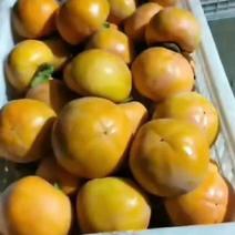 阳丰甜脆柿，即摘即吃，又脆又甜，丰产又丰收，量大，欢迎