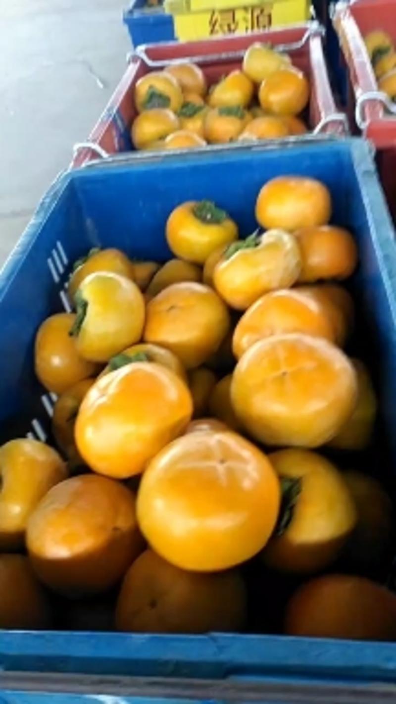 阳丰甜脆柿，即摘即吃，又脆又甜，丰产又丰收，量大，欢迎