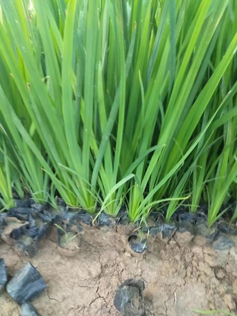 水生鸢尾，基地发货，量大价优大小规格齐全，欢迎进店咨询