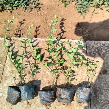 扶芳藤，基地出货质量保证，各种规格齐全.