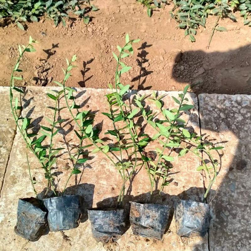 扶芳藤，基地出货质量保证，各种规格齐全.