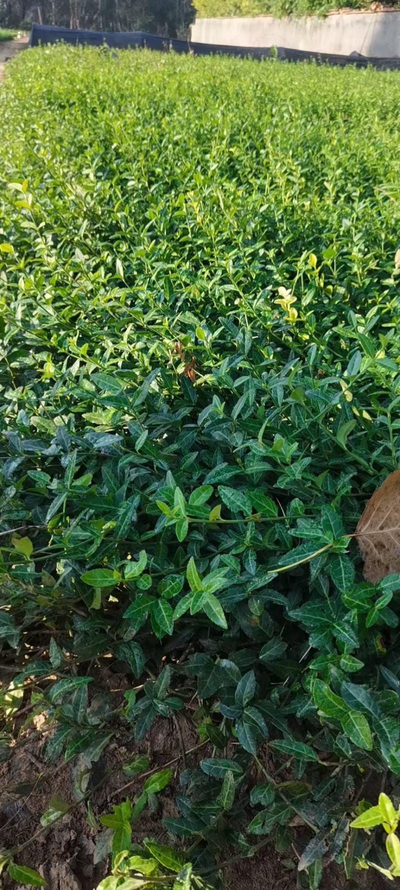 扶芳藤，基地出货质量保证，各种规格齐全.