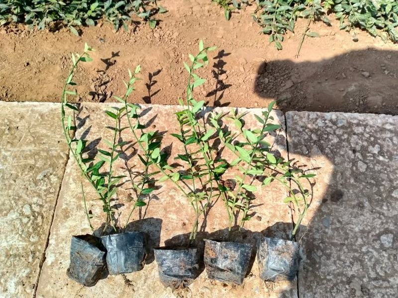扶芳藤，基地出货质量保证，各种规格齐全.