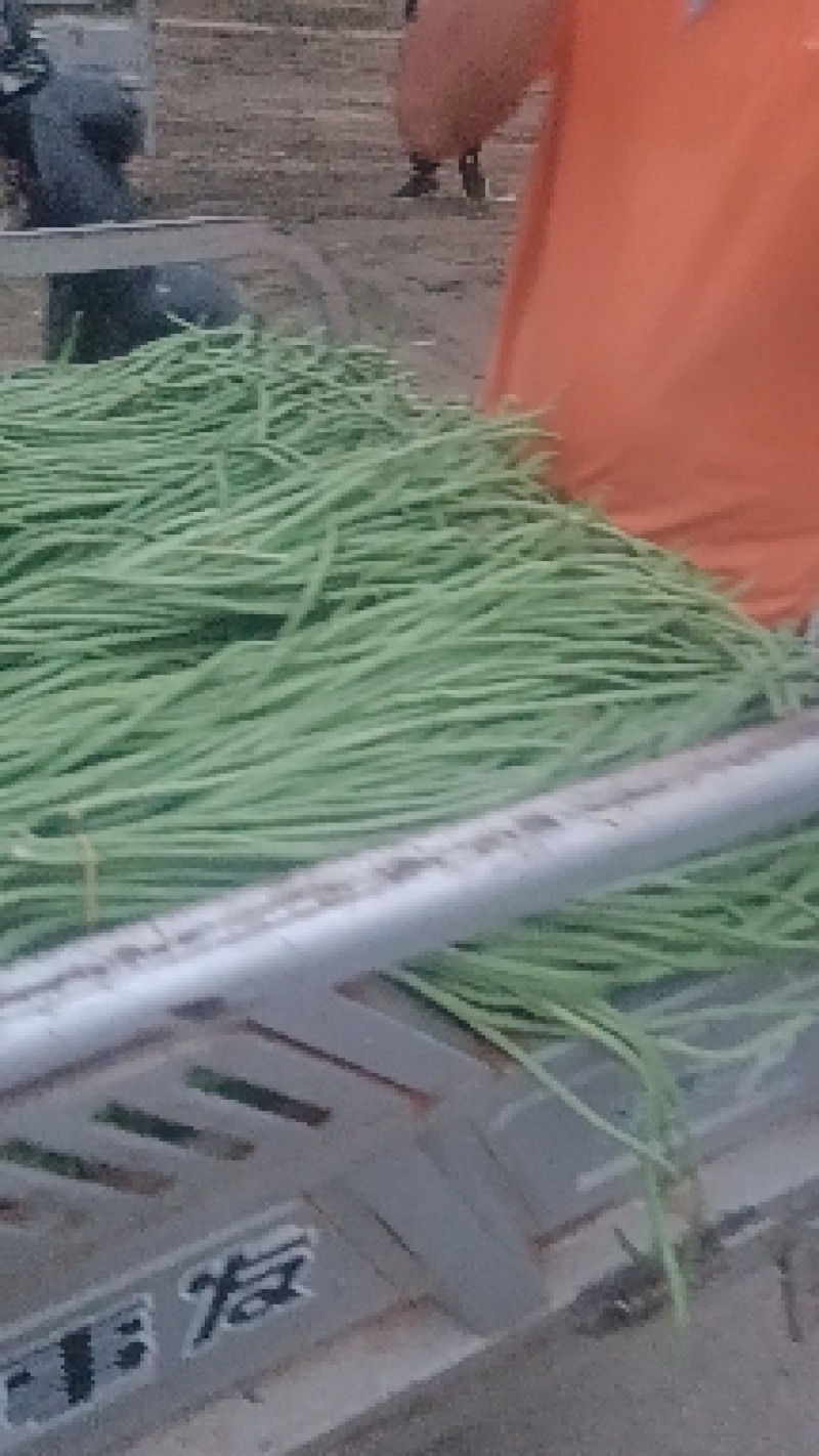 豇豆新乐市豆角8月份大量上市欢迎新老客户前来选购