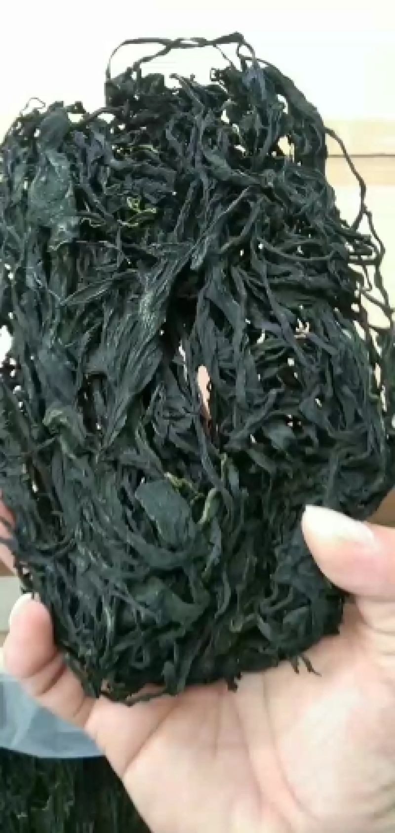整颗裙带菜！长条裙带菜！