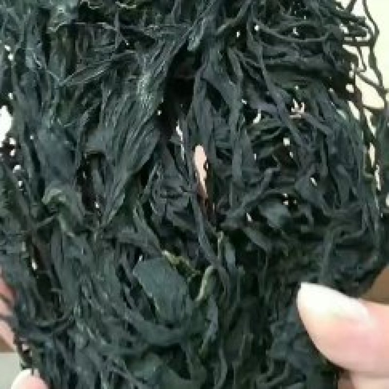 整颗裙带菜！长条裙带菜！