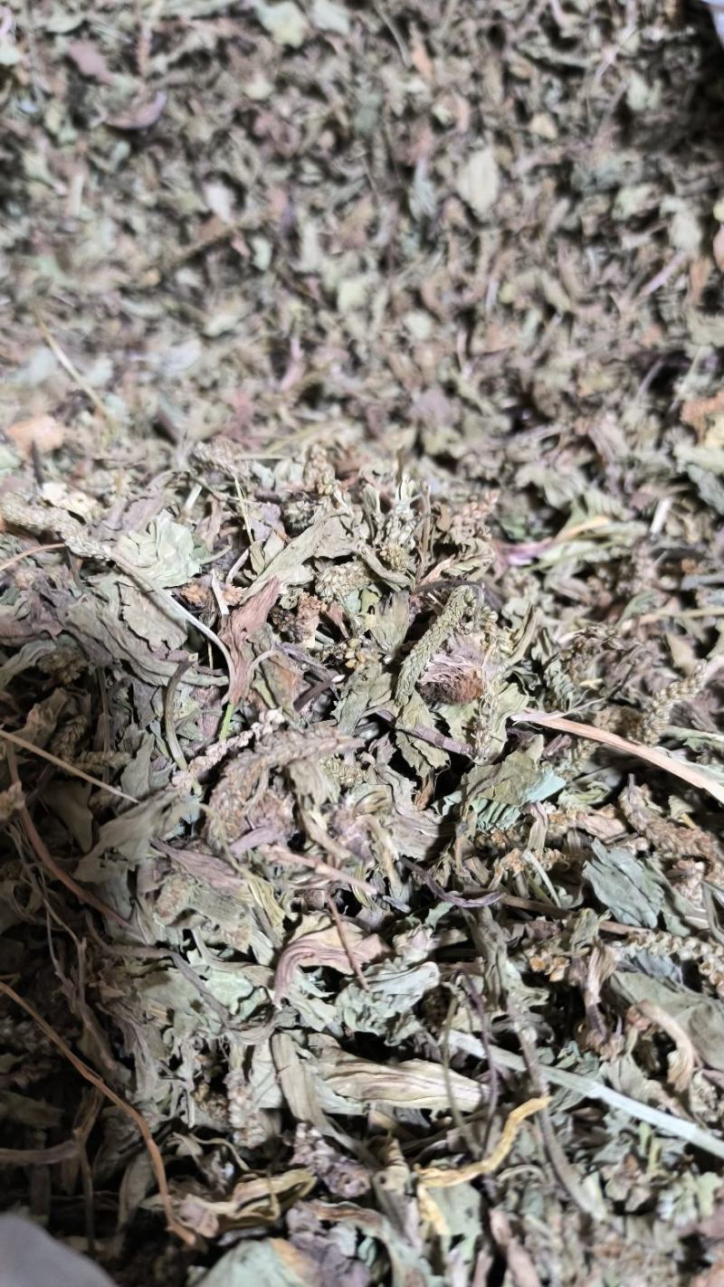 车前草中药批发车前草车前草干货干净去沫零售批发