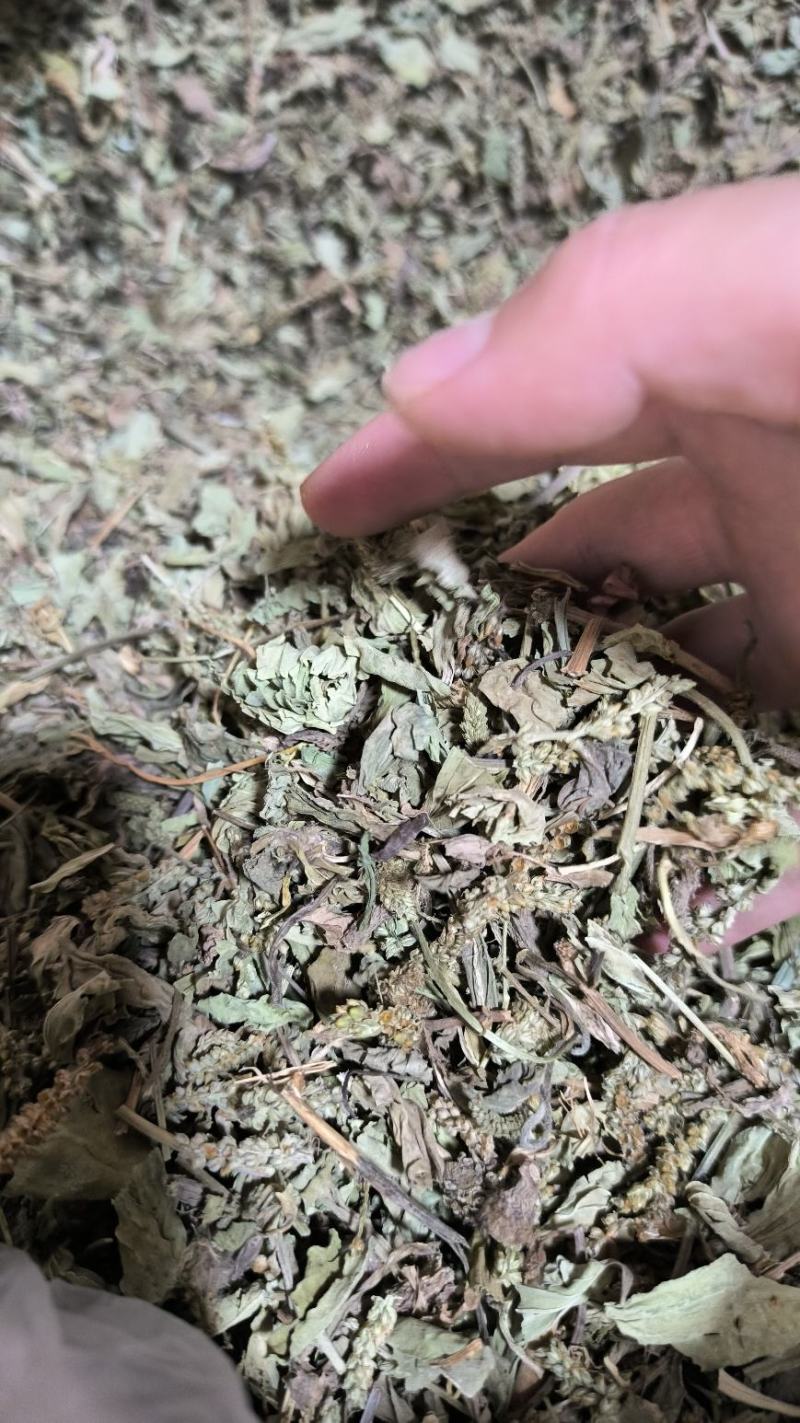 车前草中药批发车前草车前草干货干净去沫零售批发