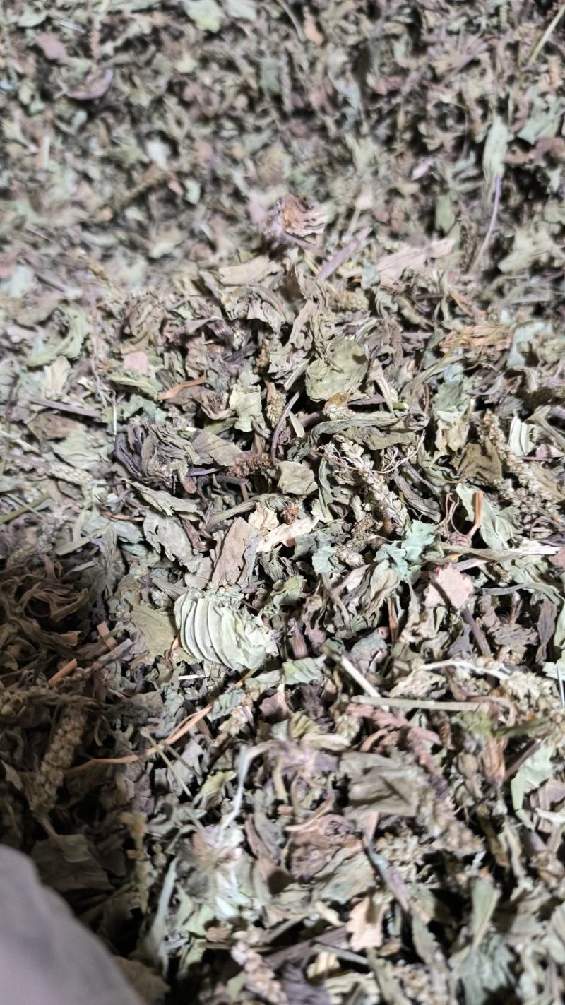 车前草中药批发车前草车前草干货干净去沫零售批发