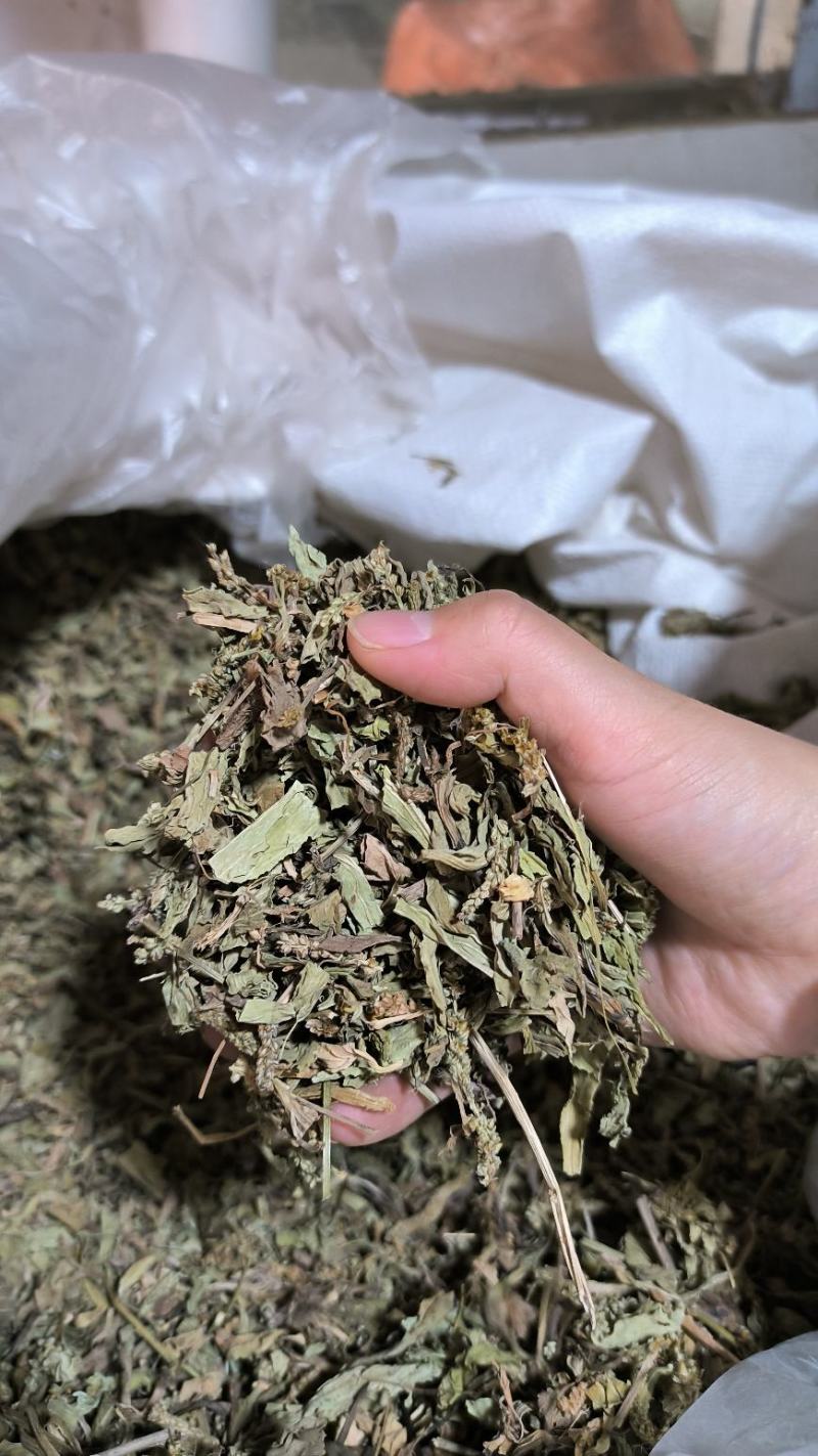 车前草中药批发车前草车前草干货干净去沫零售批发