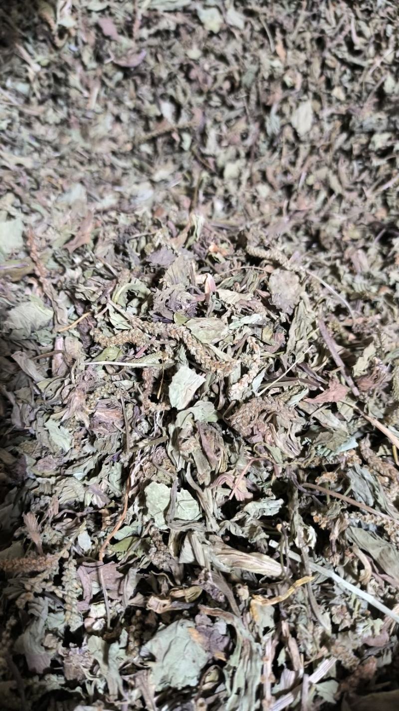 车前草中药批发车前草车前草干货干净去沫零售批发