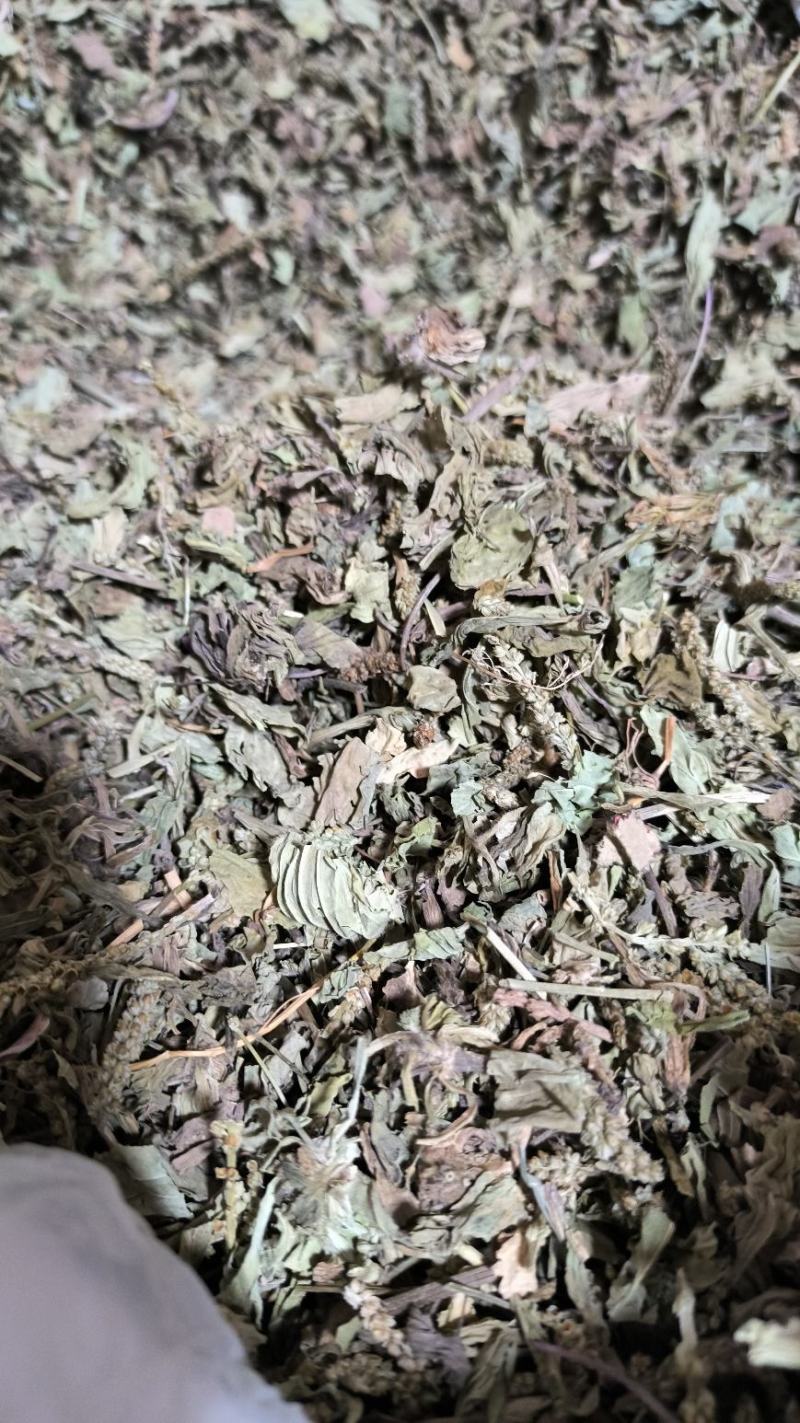 车前草中药批发车前草车前草干货干净去沫零售批发