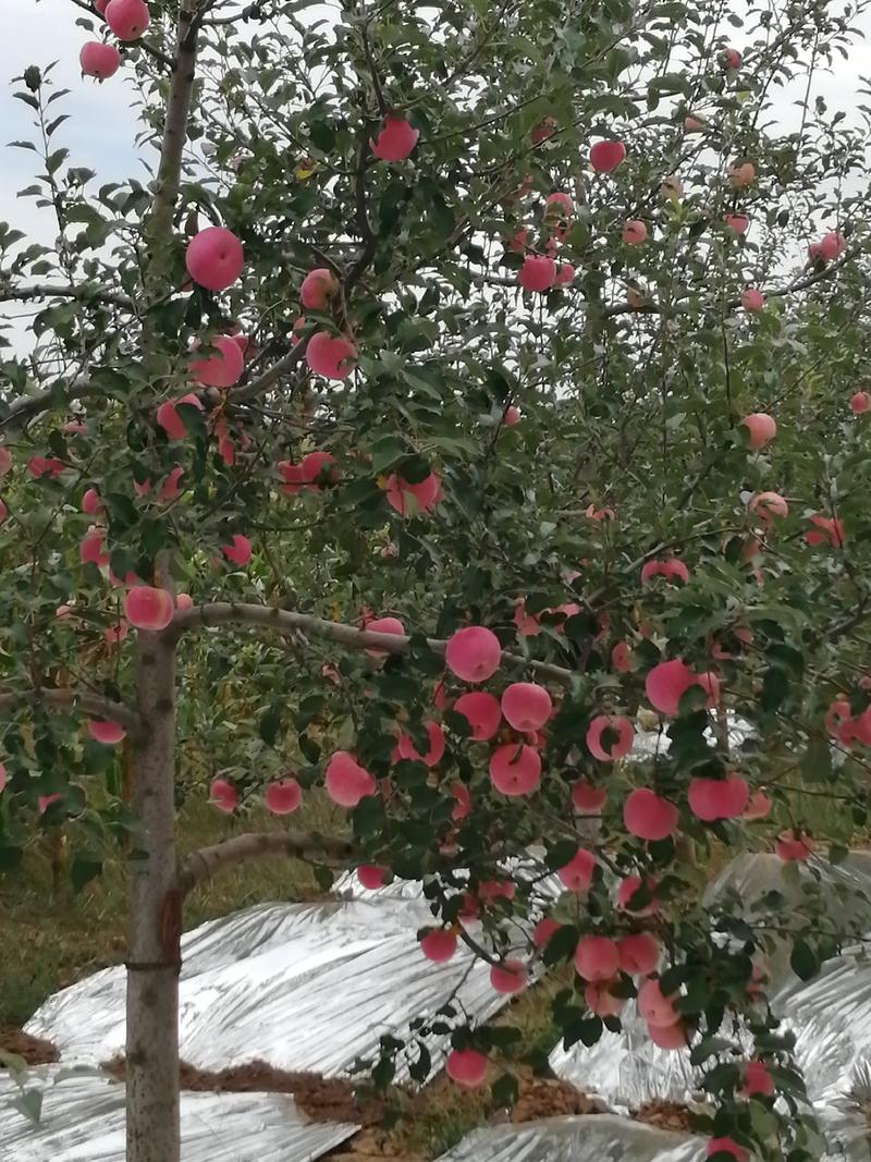 陕西洛川晚熟水晶红富士苹果现乙成熟欢迎各位果商前来选购