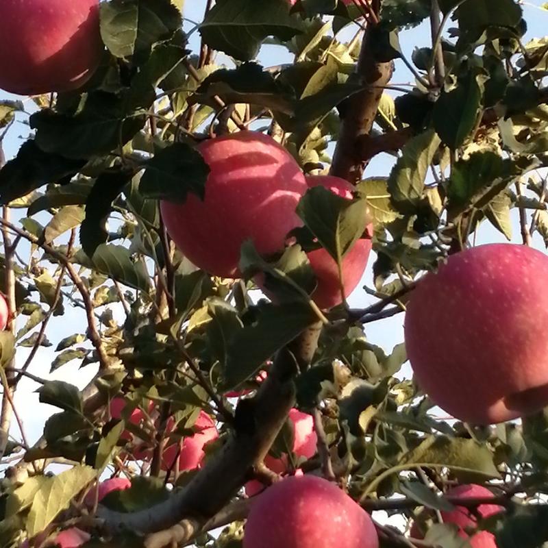 陕西洛川晚熟水晶红富士苹果现乙成熟欢迎各位果商前来选购
