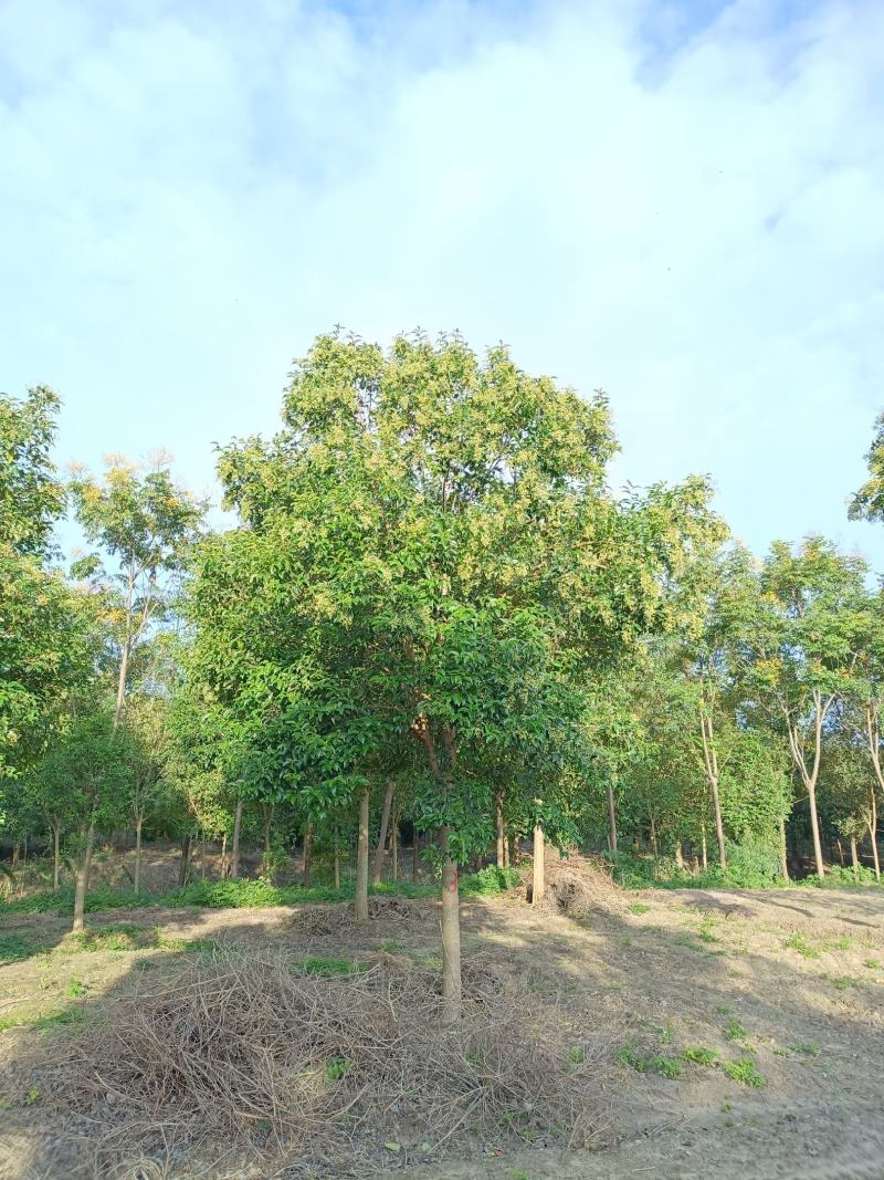 【基地直供】原产地江苏大叶女贞苗圃直发各种规格现挖