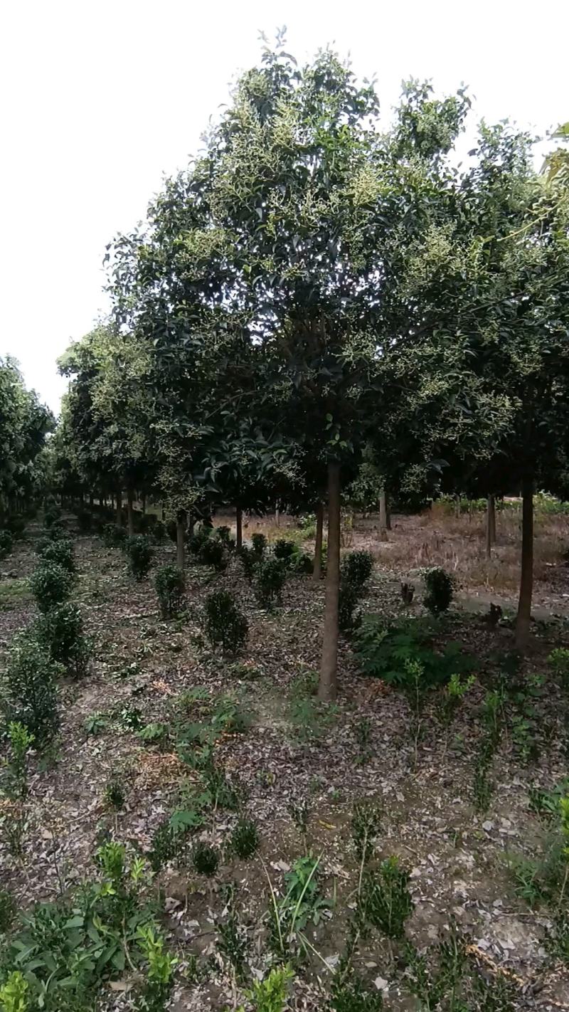 【基地直供】原产地江苏大叶女贞苗圃直发各种规格现挖