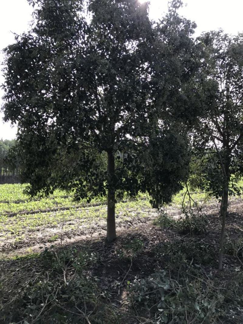 【基地直供】原产地江苏大叶女贞苗圃直发各种规格现挖