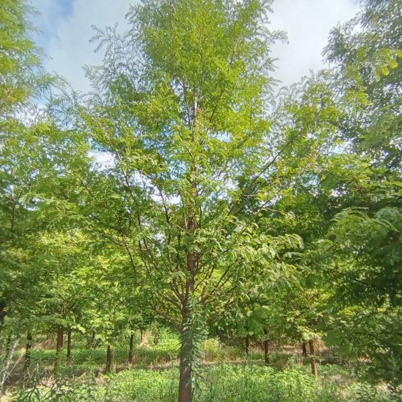 【产地直供】水杉树价格合理规格齐全量大可从优