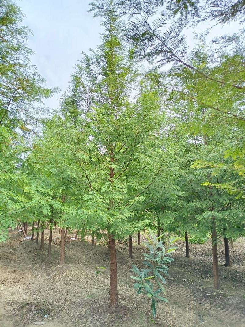 【产地直供】水杉树价格合理规格齐全量大可从优