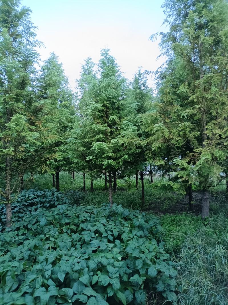 【产地直供】水杉树价格合理规格齐全量大可从优