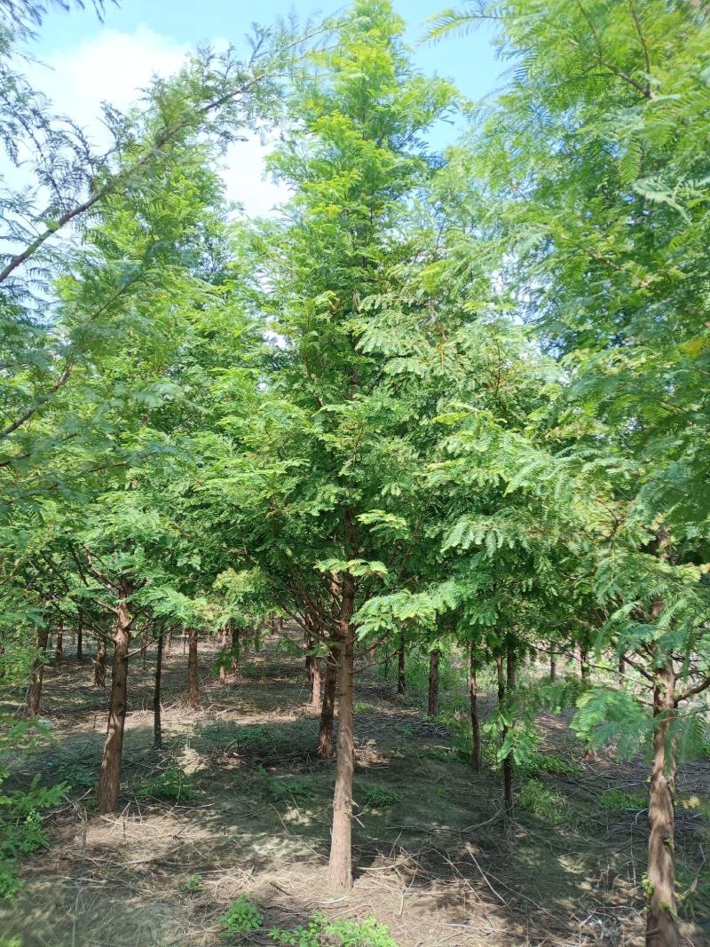 【产地直供】水杉树价格合理规格齐全量大可从优