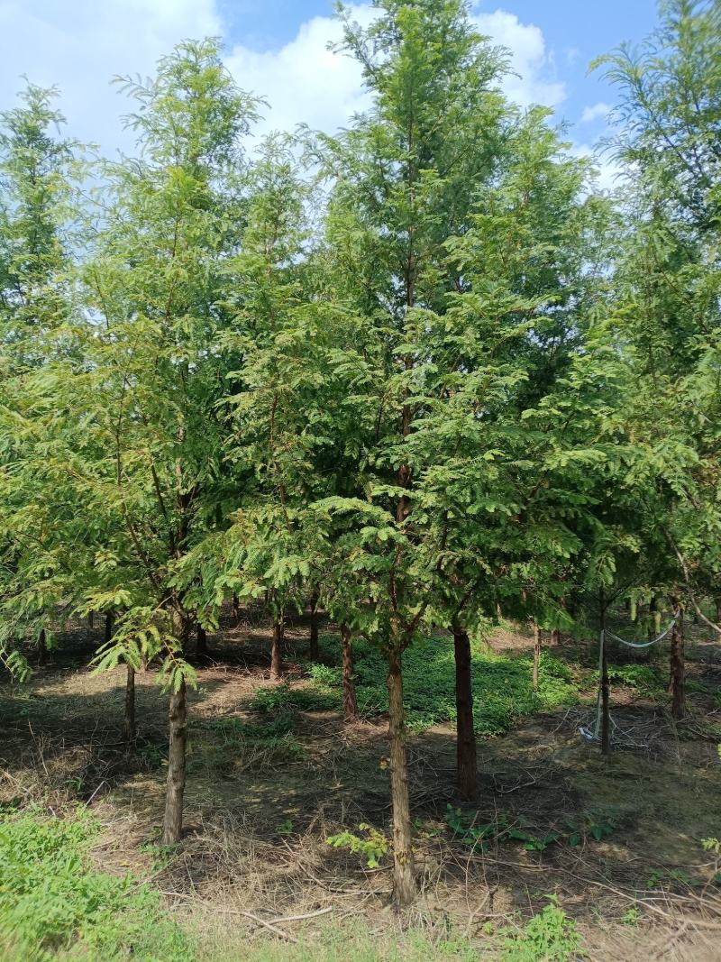 【产地直供】水杉树价格合理规格齐全量大可从优