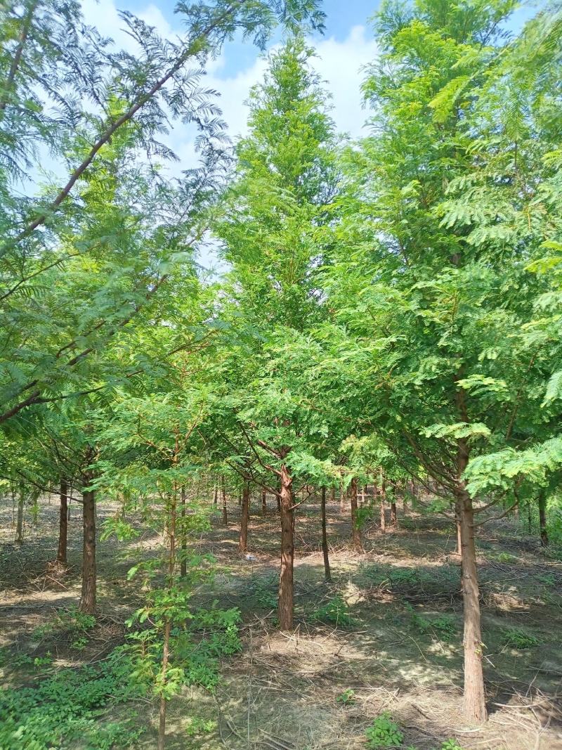 【产地直供】水杉树价格合理规格齐全量大可从优