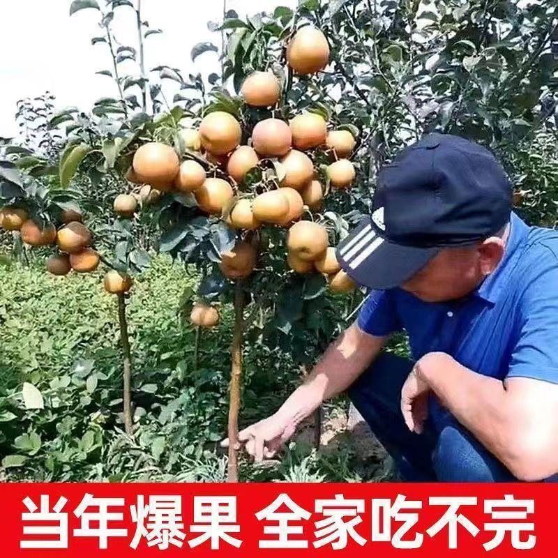 黄金雪梨树嫁接苗南北方种植当年结果梨子树苗梨树苗