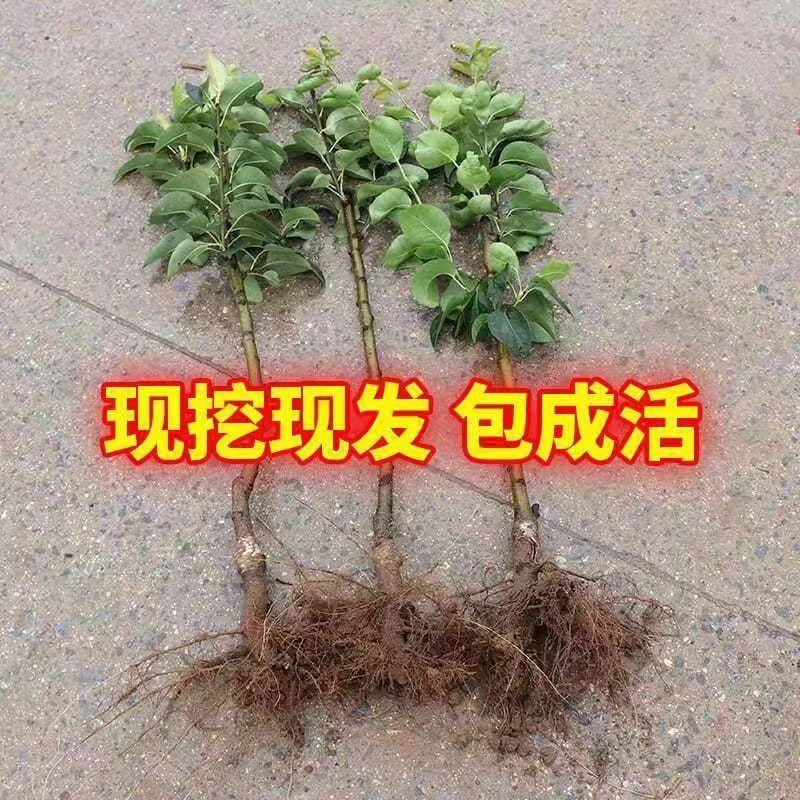 黄金雪梨树嫁接苗南北方种植当年结果梨子树苗梨树苗