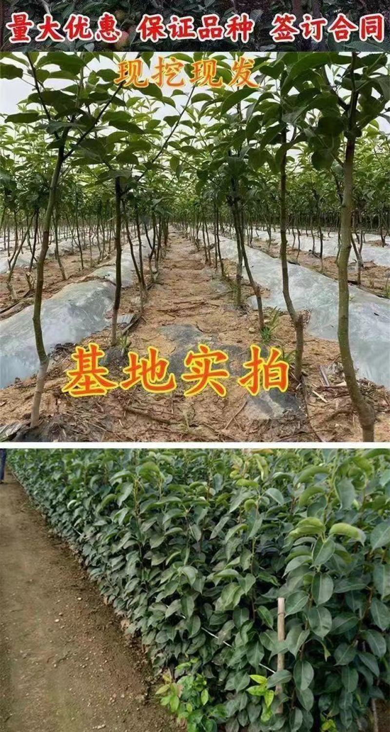 黄金雪梨树嫁接苗南北方种植当年结果梨子树苗梨树苗