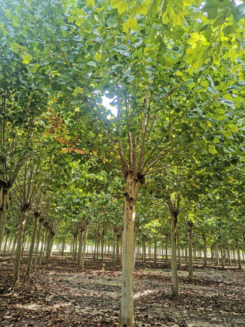 法桐大量供应，原生冠，截干发帽，量大从优！