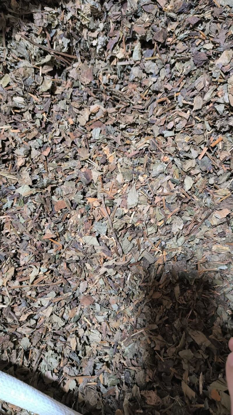 鱼腥草药用鱼腥草干货鱼腥草中药批发零售无硫鱼腥草