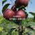 奥红一号梨树嫁接苗南北方种植当年结果梨子树包成活梨树苗