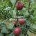 奥红一号梨树嫁接苗南北方种植当年结果梨子树包成活梨树苗