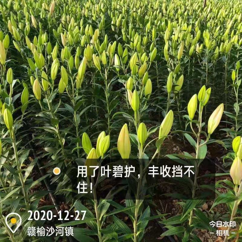 叶碧护叶面肥，营养叶片，解药害，防冻害，进口氨基酸水溶肥
