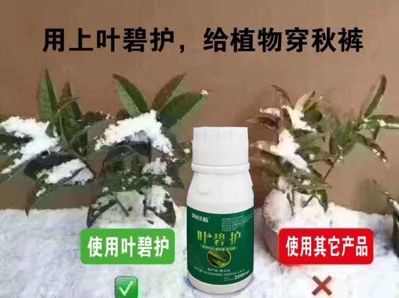 叶碧护叶面肥，营养叶片，解药害，防冻害，进口氨基酸水溶肥