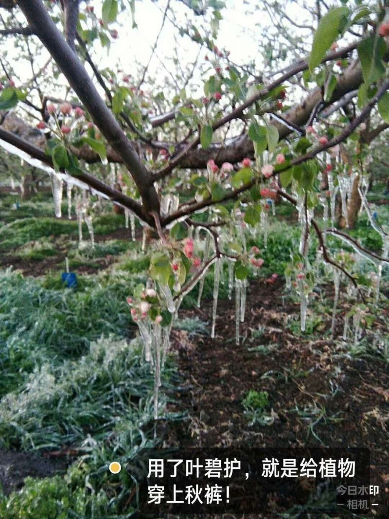 叶碧护叶面肥，营养叶片，解药害，防冻害，进口氨基酸水溶肥