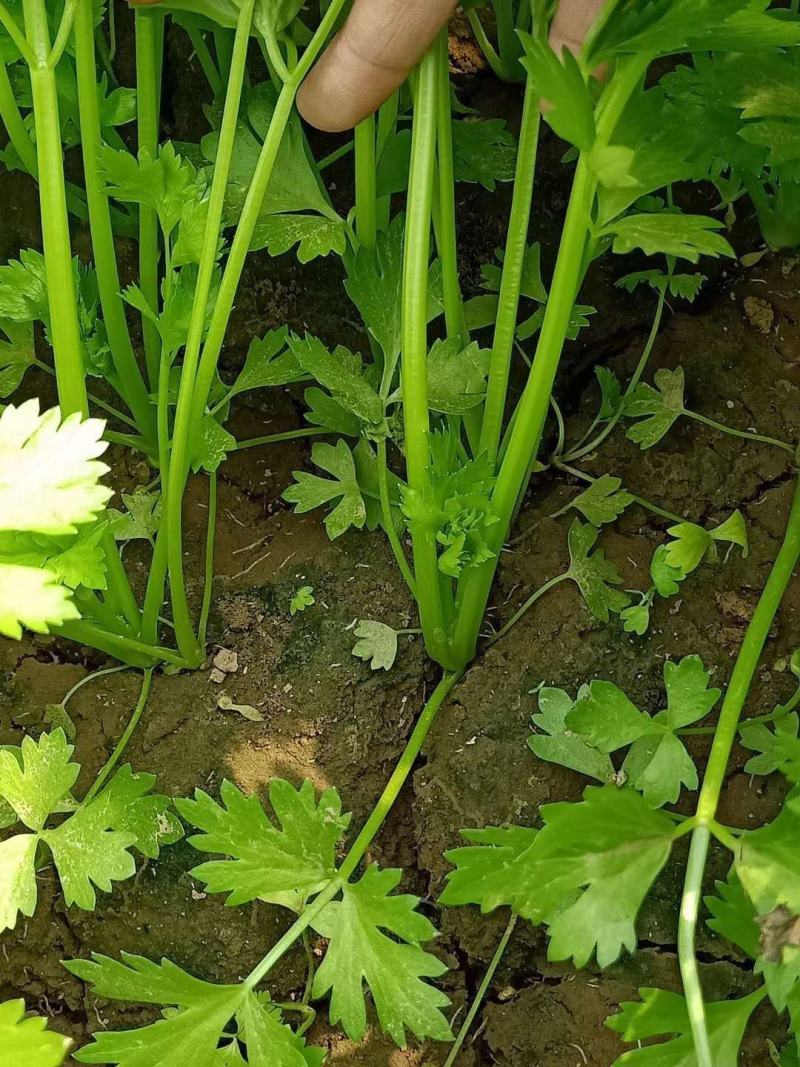 叶碧护叶面肥，营养叶片，解药害，防冻害，进口氨基酸水溶肥