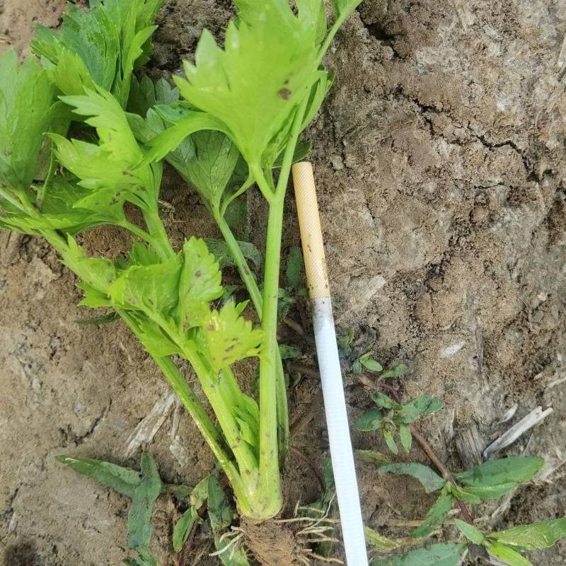法国皇后精品芹菜苗成活率高