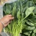 菠菜，精品小菠菜，山东潍坊菠菜，大叶菠菜，火锅小菠菜