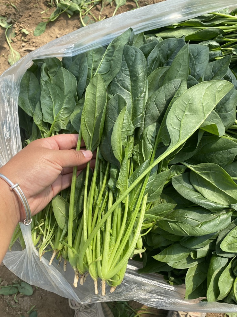 菠菜，精品小菠菜，山东潍坊菠菜，大叶菠菜，火锅小菠菜