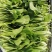 【精品】鸡毛菜☞质量保证欢迎咨询产地直发