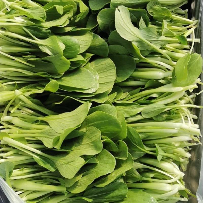 【精品】鸡毛菜☞质量保证欢迎咨询产地直发