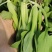 【精品】鸡毛菜☞质量保证欢迎咨询产地直发
